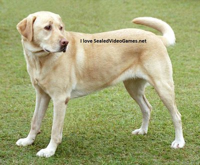 YellowLabradorLooking_new.jpg